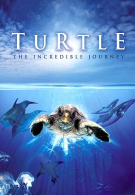Turtle : The Incredible Journey