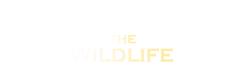 خرس های بونی : حیات وحش Boonie Bears : The Wild Life